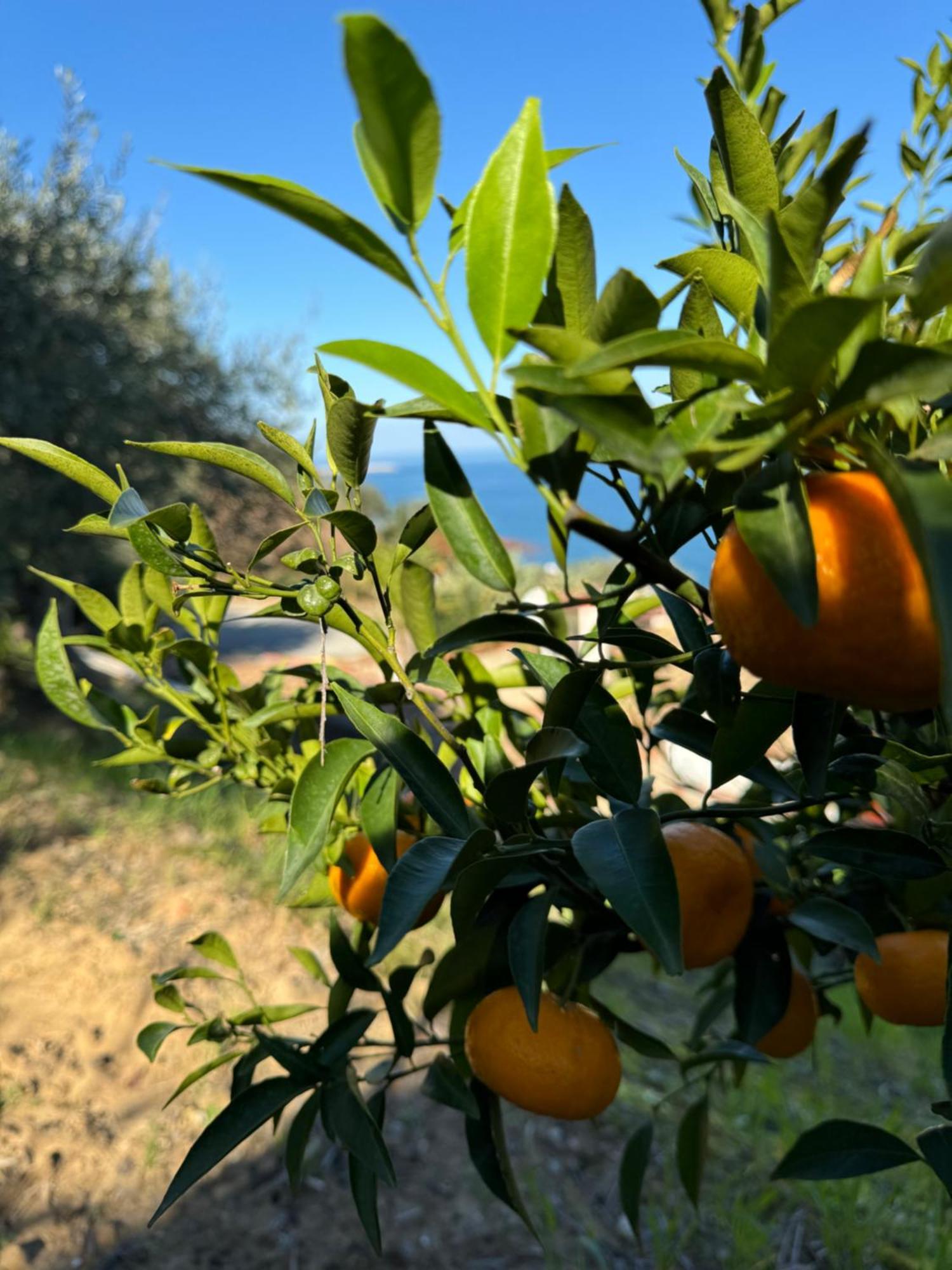 Mareblu Bed & Breakfast Cefalù Dış mekan fotoğraf